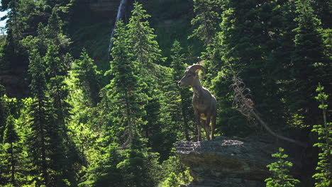 Bighorn-sheep-at-vantage-point-on-mountain-side,-enjoys-the-view