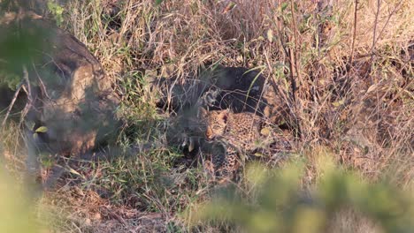Cute-African-Leopard-cub-hidden-near-den,-chews-on-tall-savanna-grass