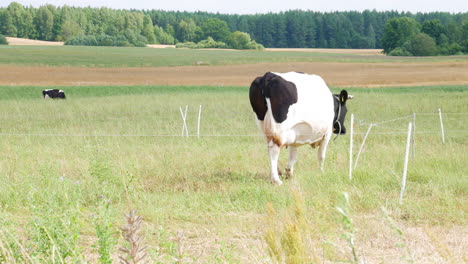 Einzelne-Kuh,-Die-Vom-Kamerasichtfeld-In-Grüner-Und-Lebendiger-Ländlicher-Landschaft-Weggeht