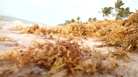 Sargassum-seaweed-in-Playa-del-Carmen,-Mexico,-a-growing-problem-for-resorts-in-the-area