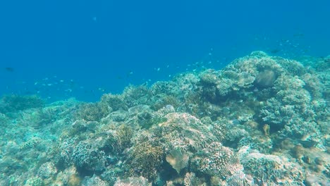 Diving-over-a-beautiful-coral-reef-garden-with-huge-shoals-of-small-fish-in-the-coral-triangle-on-tropical-island-Timor-Leste,-South-East-Asia
