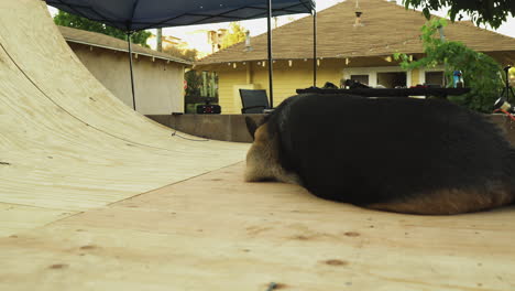 Dog-Sleeping-On-A-Mini-Ramp-In-Front-Of-Villa,-Dolly-Right