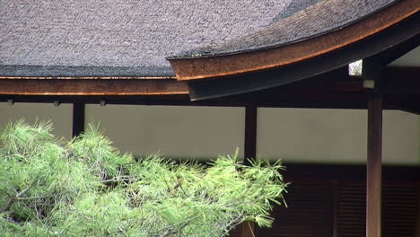 Sloping-roof-and-amado-of-Japanese-building-with-pine-tree