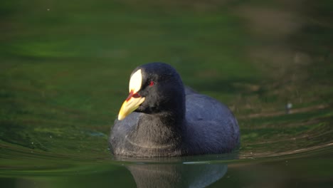 Close-up-shot-of-swimming-Red-gartered-Coot-Bird-in-natural-lake-during-summer---Fulica-Armillata-originally-from-South-America