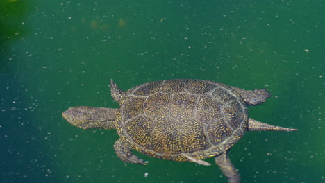 Close-up-shot-of-wild-water-turtle-diving-in-natural-pond-during-sunny-day---tracking-shot