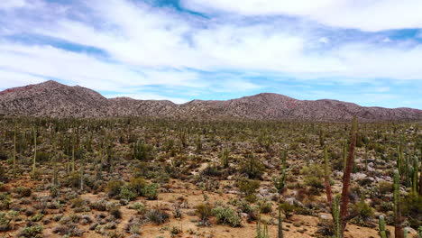 Kaktuspflanzen-Auf-Einer-Trockenen-Landschaft-Unter-Weißem-Bewölktem-Himmel-In-Baja-California-Sur,-Mexiko