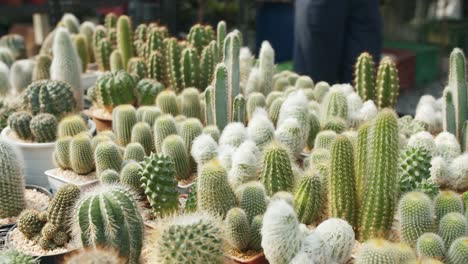 Tiro-De-Mano-Hermoso-Cactus-En-Una-Olla-En-La-Granja-De-Cactus