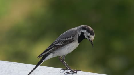 Close-Up-View-Of-White-Wagtail-Perched-On-Railing-Looking-Around