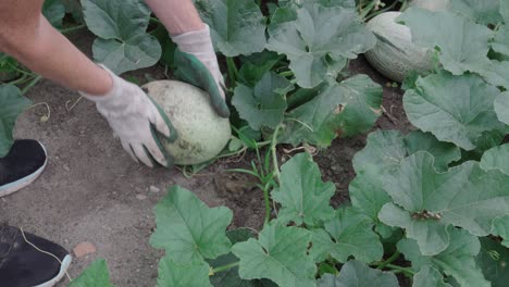 Human-Hands-With-Gloves-Check-On-Cantaloupe-Fruit-Planted-In-The-Garden