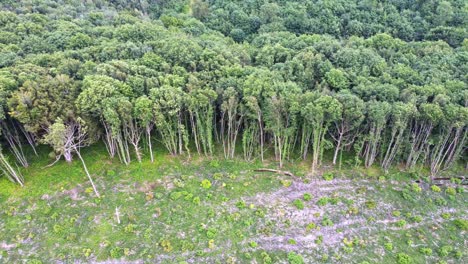 Deforestation-of-Birch-Forests-in-Denge-and-Pennypot-Wood-Kent-England---Environmental-damage-and-disaster---Aerial-tracking-shot-clearly-showing-harvested-trees-border