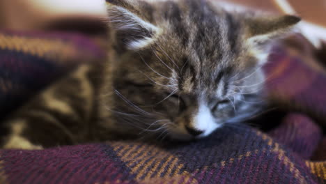 Cute-Tabby-Kitten-Asleep-With-Head-Snuggled-On-Blanket