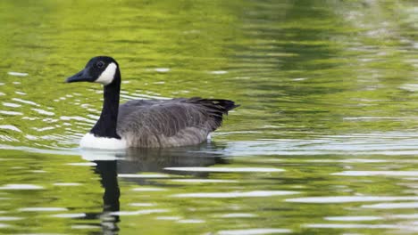 A-Canada-Goose-swims-through-a-southern-California-pond