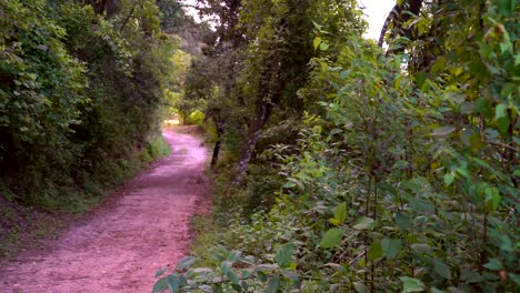 Narrow-dirt-road-in-forest