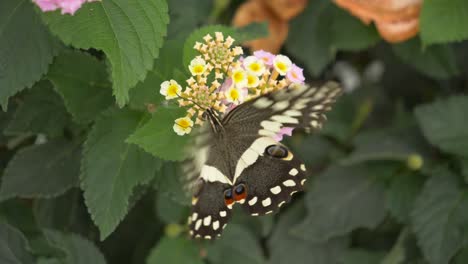 Macro-of-Citrus-Swallowtail-Butterfly-collecting-nectar-of-flower