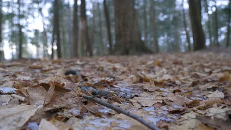 Close-up-of-dead-leaves-and-ice-panning-through-a-forest-in-Winter