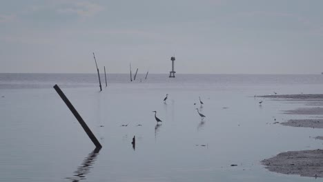 Gruppe-Von-Reihervögeln-Im-Seichten-Wasser-Vor-Der-Küste