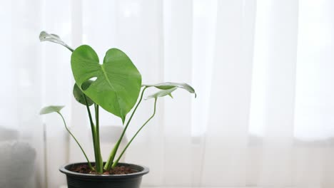 Monstera-or-Swiss-cheese-plant-tropical-green-leaf-exotic-in-a-flower-pot-on-the-table-with-white-curtain-background