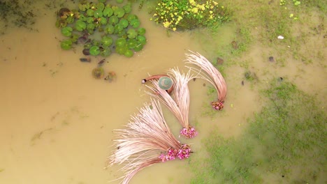 Person-harvesting-pink-water-lily-from-pond-in-Southeast-Asia