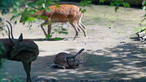Slow-motion-of-young-baby-deer-sunk-in-muddy-water-pond-and-jumping-out,medium-shot