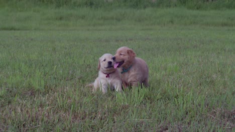 Two-golden-retriever-puppies-standing-in-the-grass-in-a-tropical-park