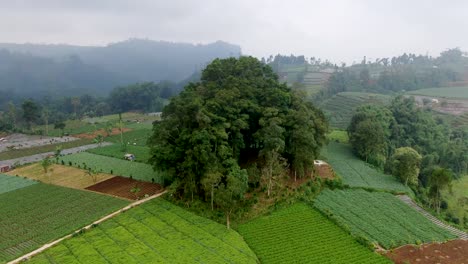 Aerial-arc-shot-of-large-tree-and-potato-plantation-panorama,-Indonesia-farmland