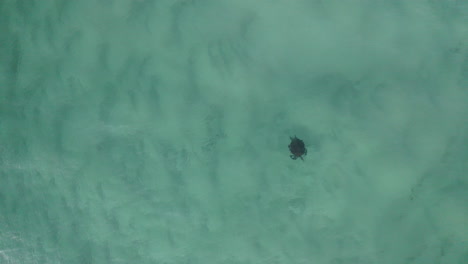 4k-High-drone-shot-looking-down-at-a-beautiful-sea-turtle-under-the-blue-ocean-surface-in-Australia