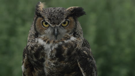 Great-Horned-Owl-looking-right-at-the-camera