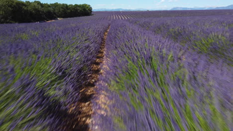 Lavendelfeld-Blühende-Landwirtschaft-Anbau