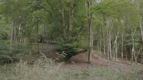 Waldlandschaft,-Naturschutzgebiet-North-Downs-In-England---Totale
