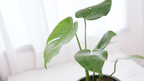 Nahaufnahme-Der-Monstera-Pflanze-In-Einem-Topf-Mit-Hellgrünen-Blättern-Auf-Dem-Tisch-Im-Wohnzimmer-Mit-Weißen-Vorhängen-Im-Hintergrund