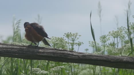 Slow-Motion-Shot-Of-A-Perched-American-Robin-On-A-Rustic-Farm-Fence