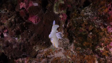 Nudibranch-Egretta-hanging-of-a-coral-reef-drifting-in-a-mild-current