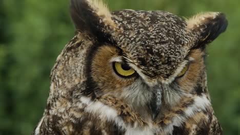 Pan-across-great-horned-owl-face