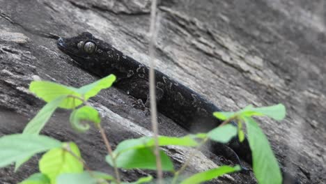 lizard-waiting-for-pry-in-rock