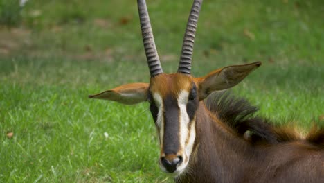 Close-up-detail-shot-of-the-listening-ears-of-a-Sable-antelope