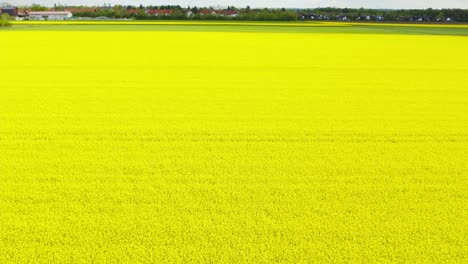 Low-perspective-flight-over-a-colorful-yellow-field-of-rapeseed-plants-with-a-litlle-village-at-the-horizon
