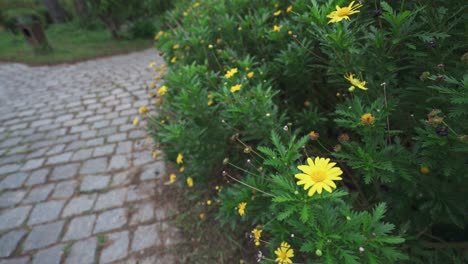 Many-yellow-flowers-in-garden