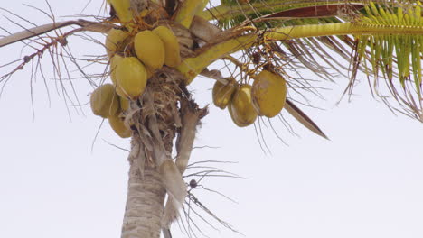 Fresh-Coconuts-Hanging-from-Tropical-Tree-in-San-Juan,-Puerto-Rico---Low-Angle-Static-Shot