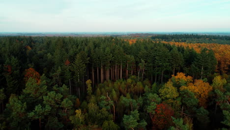 Panoramic-View-Of-Colorful-Forest-During-Autumn-Season-In-Holland,-Netherlands