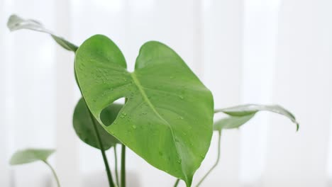 Monstera-plants-tropical-green-leaf-exotic-in-a-flower-pot-on-the-table-for-home-ideas-decoration-with-green-leaves-by-a-white-curtain-in-the-background