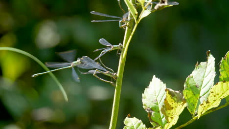 Close-up-of-Damselflies-hanging-on-plant-and-flying-during-sunny-day-in-nature