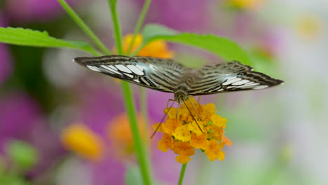 Extreme-Nahaufnahme-Eines-Hübschen-Schmetterlings,-Der-Nektar-Bunter-Tropischer-Blumen-In-Der-Wildnis-In-Zeitlupe-Sammelt