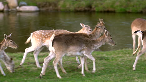Fallow-deers-walking-along-the-river-in-the-woods