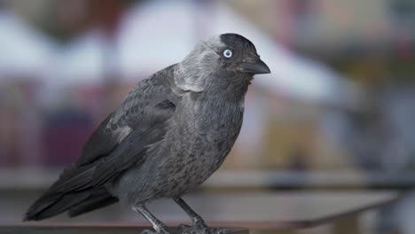 Close-up-of-a-jackdaw-bird-with-blue-eyes