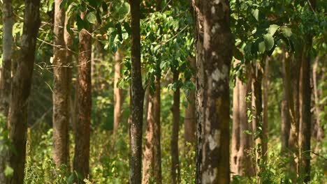 A-forest-in-Huai-Kha-Kaeng-Wildlife-Sanctuary-in-Thailand-during-summer,-sunlight-coming-in-and-summer-breeze-blowing-in-as-the-footage-zooms-out-revealing-the-whole-picture