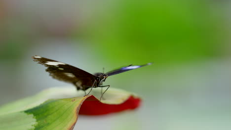 Schwarzer-Schmetterling-Mit-Weißen-Punkten,-Der-Auf-Pflanzenblättern-In-Der-Natur-Ruht,-Makroaufnahme