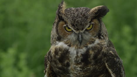 Great-horned-owl-close-up-in-the-forest