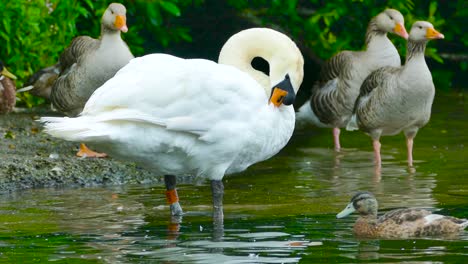 Close-Up-of-Swans-and-Ducks-Standing-in-Shallow-Water-at-a-Pond-in-Wroxham,-Norwich,-UK