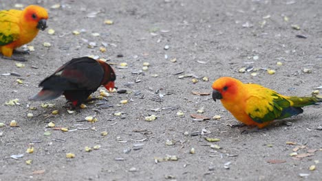 Dusky-Lory-with-two-Sun-Parakeets-foraging-and-pecking-for-bird-feeds-on-the-floor-ground-in-a-wildlife-sanctuary-during-the-day-in-Thailand,-Asia