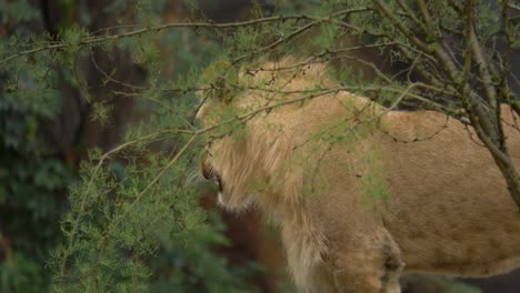 Ganzkörperaufnahme-Eines-Erschöpften-Löwen,-Umgeben-Von-Grünem-Laub